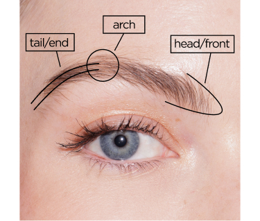 eyebrow anatomy image